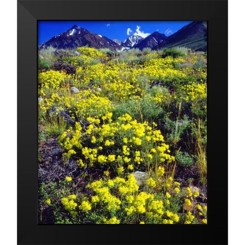 CA, Sierra Nevada flowers in the High Sierra Black Modern Wood Framed Art Print by Talbot Frank, Christopher