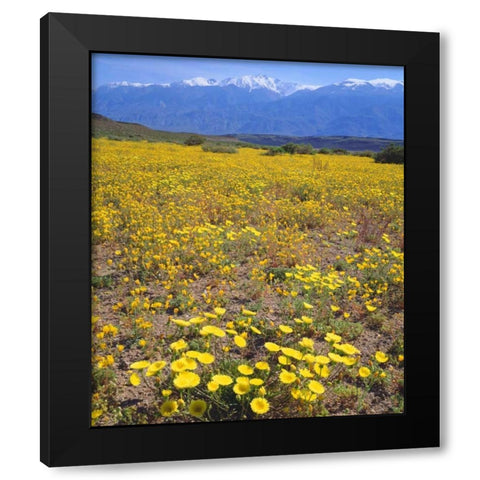 CA, Sierra Nevada flowers in the Owens Valley Black Modern Wood Framed Art Print by Talbot Frank, Christopher