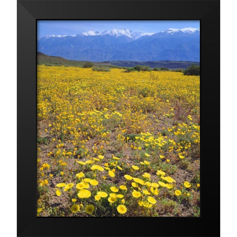 CA, Sierra Nevada flowers in the Owens Valley Black Modern Wood Framed Art Print by Talbot Frank, Christopher