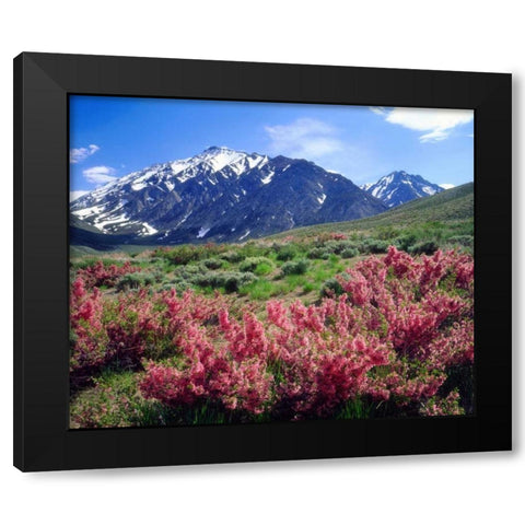 California, Sierra Nevada flowers in the Sierras Black Modern Wood Framed Art Print by Talbot Frank, Christopher
