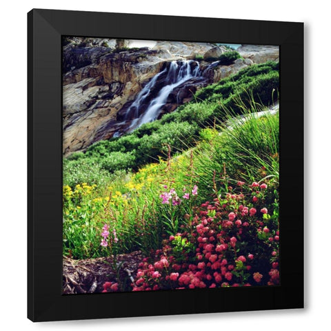 California, Sierra Nevada flowers in the Sierras Black Modern Wood Framed Art Print with Double Matting by Talbot Frank, Christopher