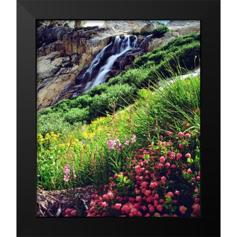 California, Sierra Nevada flowers in the Sierras Black Modern Wood Framed Art Print by Talbot Frank, Christopher