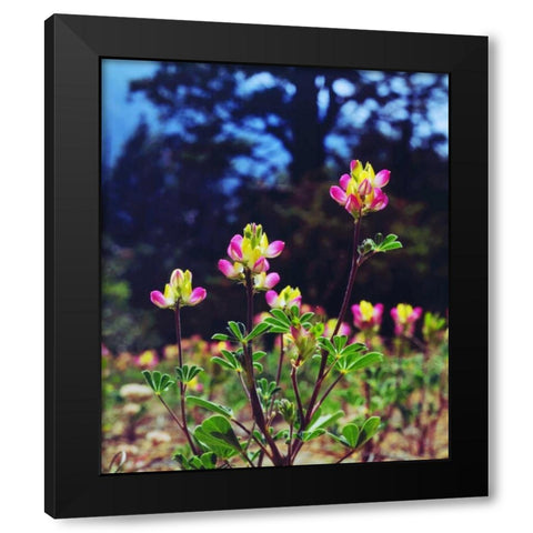 California, Sierra Nevada flowers in the Sierras Black Modern Wood Framed Art Print by Talbot Frank, Christopher