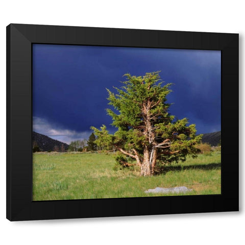 CA, Sierra Nevada Juniper trees and storm clouds Black Modern Wood Framed Art Print by Talbot Frank, Christopher