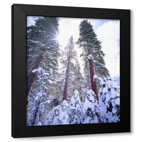 California, High Sierra, Snow-covered Red Fir Black Modern Wood Framed Art Print by Talbot Frank, Christopher
