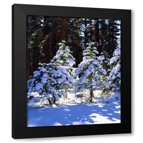 California, High Sierra, Snow-covered Red Fir Black Modern Wood Framed Art Print with Double Matting by Talbot Frank, Christopher