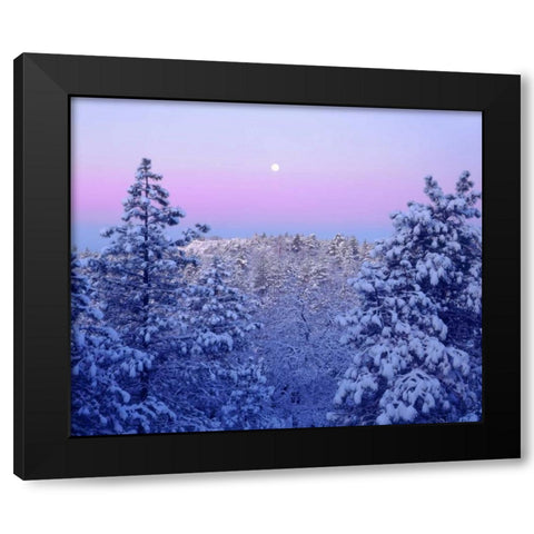 CA, snowy trees in the Laguna Mts at Sunrise Black Modern Wood Framed Art Print by Talbot Frank, Christopher