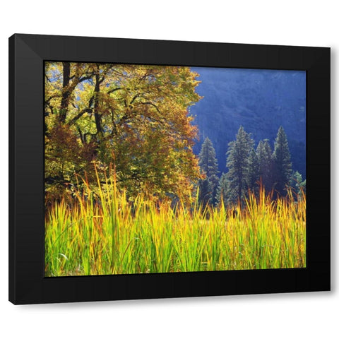 California, Yosemite Oak with autumn foliage Black Modern Wood Framed Art Print with Double Matting by Talbot Frank, Christopher