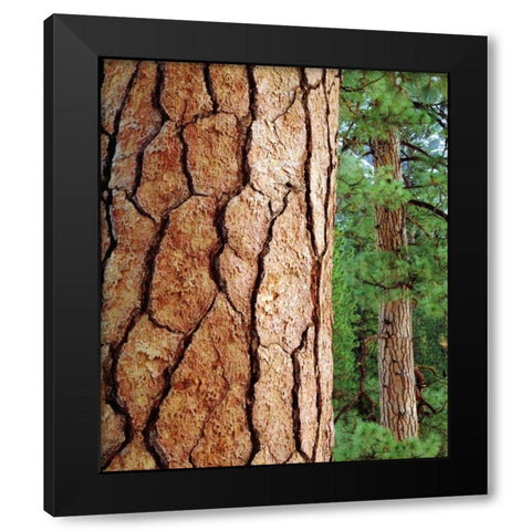 USA, California, Yosemite NP Ponderosa Pine Black Modern Wood Framed Art Print with Double Matting by Talbot Frank, Christopher