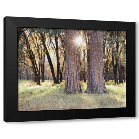 California, Yosemite Sunset through the forest Black Modern Wood Framed Art Print by Talbot Frank, Christopher
