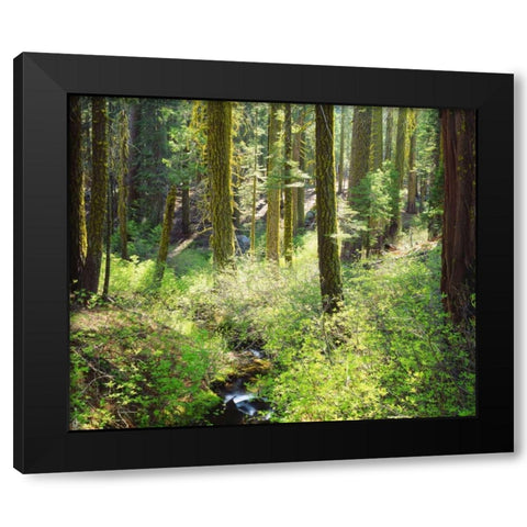 CA, A lush forest in the Western High Sierra Black Modern Wood Framed Art Print with Double Matting by Talbot Frank, Christopher
