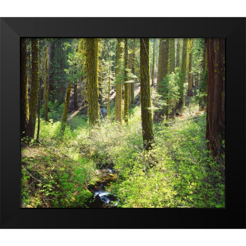 CA, A lush forest in the Western High Sierra Black Modern Wood Framed Art Print by Talbot Frank, Christopher