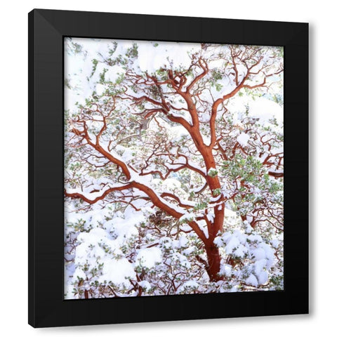 USA, California A snow-covered manzanita bush Black Modern Wood Framed Art Print with Double Matting by Talbot Frank, Christopher