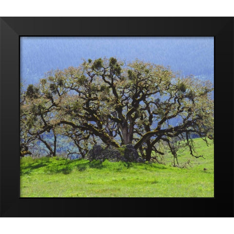 California Oak tree in a clearing in the forest Black Modern Wood Framed Art Print by Talbot Frank, Christopher