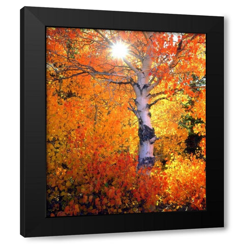 CA, Autumn of aspen trees in the Sierra Nevada Black Modern Wood Framed Art Print with Double Matting by Talbot Frank, Christopher