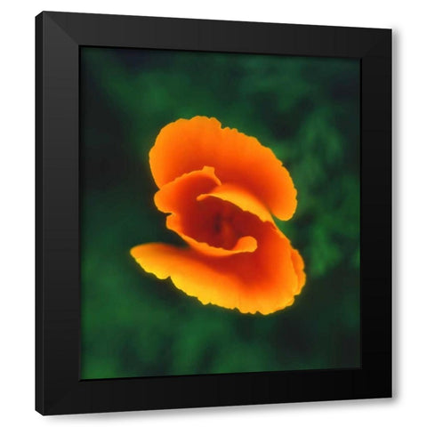 CA, California Poppy, the official state flower Black Modern Wood Framed Art Print by Talbot Frank, Christopher
