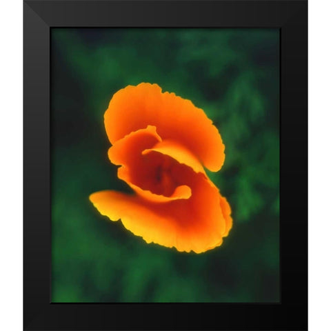 CA, California Poppy, the official state flower Black Modern Wood Framed Art Print by Talbot Frank, Christopher