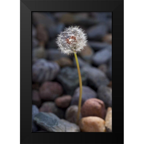 USA, California Dandelion and river rock Black Modern Wood Framed Art Print by Talbot Frank, Christopher