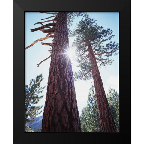 CA, Ponderosa Pine trees in the High Sierra Black Modern Wood Framed Art Print by Talbot Frank, Christopher