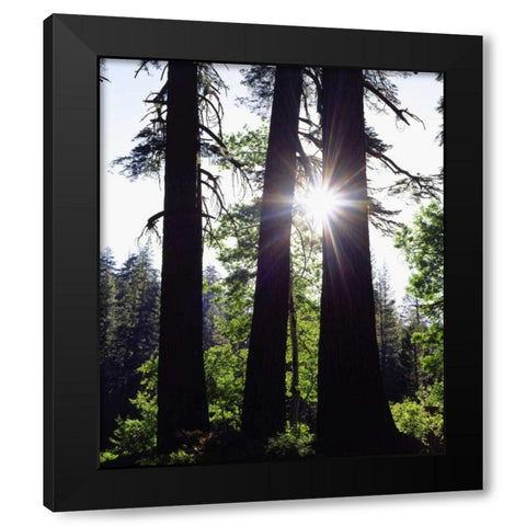 CA, Old-growth Red Fir trees in the High Sierra Black Modern Wood Framed Art Print by Talbot Frank, Christopher