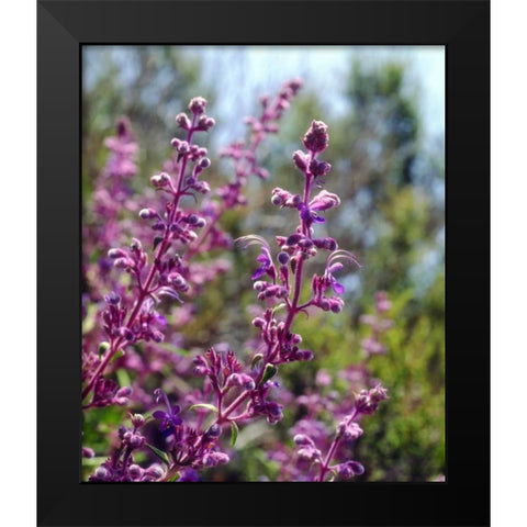 USA, California Wildflowers Black Modern Wood Framed Art Print by Talbot Frank, Christopher