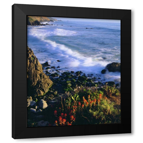 USA, Wildflowers along the California Coast Black Modern Wood Framed Art Print with Double Matting by Talbot Frank, Christopher