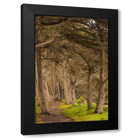 California, Morro Bay Path through the forest Black Modern Wood Framed Art Print by Illg, Cathy and Gordon
