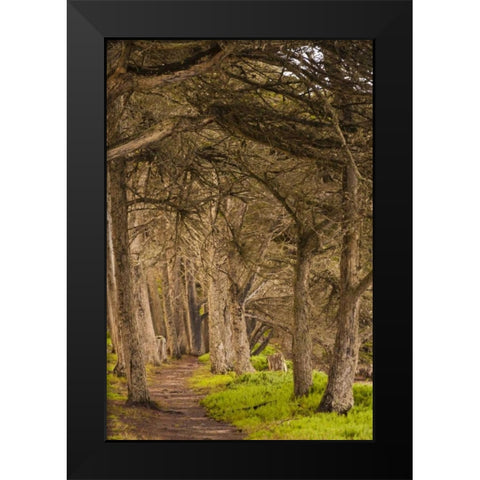 California, Morro Bay Path through the forest Black Modern Wood Framed Art Print by Illg, Cathy and Gordon