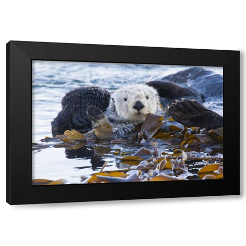 CA, San Luis Obispo, Sea otter wrapped in kelp Black Modern Wood Framed Art Print with Double Matting by Illg, Cathy and Gordon