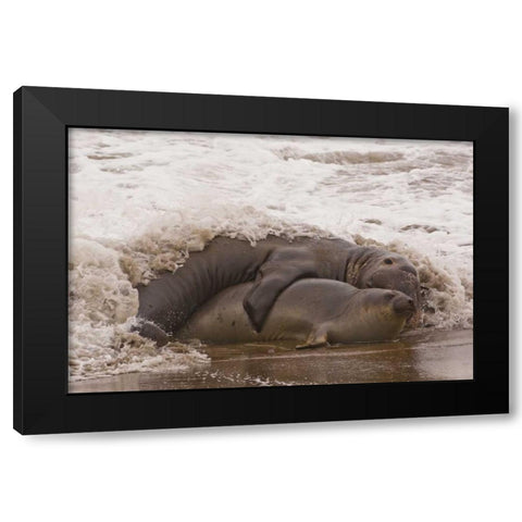 CA, San Luis Obispo Co, Northern elephant seals Black Modern Wood Framed Art Print by Illg, Cathy and Gordon