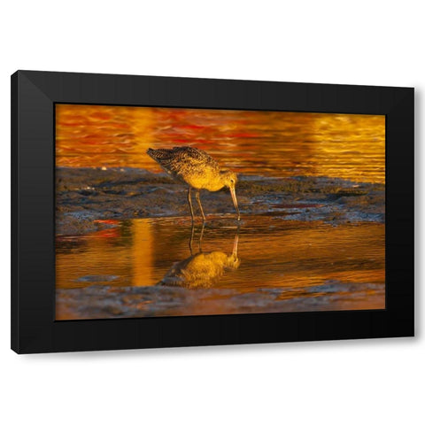 CA, San Luis Obispo Co, Marbled godwit Black Modern Wood Framed Art Print by Illg, Cathy and Gordon