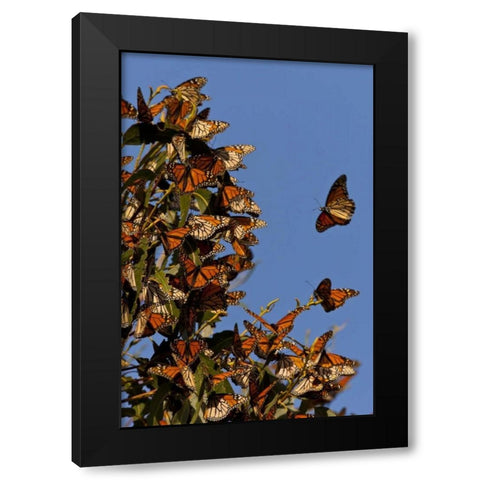 CA, San Luis Obispo Co, Monarchs in migration Black Modern Wood Framed Art Print with Double Matting by Illg, Cathy and Gordon