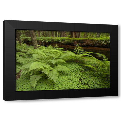 CA, Ferns and sorrel in Humboldt  redwoods forest Black Modern Wood Framed Art Print by Illg, Cathy and Gordon