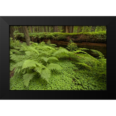 CA, Ferns and sorrel in Humboldt  redwoods forest Black Modern Wood Framed Art Print by Illg, Cathy and Gordon