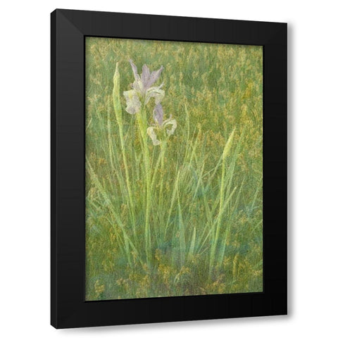 CA, Owens Valley Abstract of western blue flag Black Modern Wood Framed Art Print with Double Matting by Flaherty, Dennis