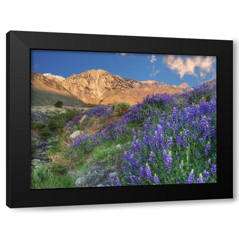 California Blooming lupine at Division Creek Black Modern Wood Framed Art Print with Double Matting by Flaherty, Dennis