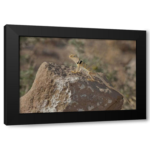 CA, Redding Canyon Great Basin collared lizard Black Modern Wood Framed Art Print with Double Matting by Welling, Dave