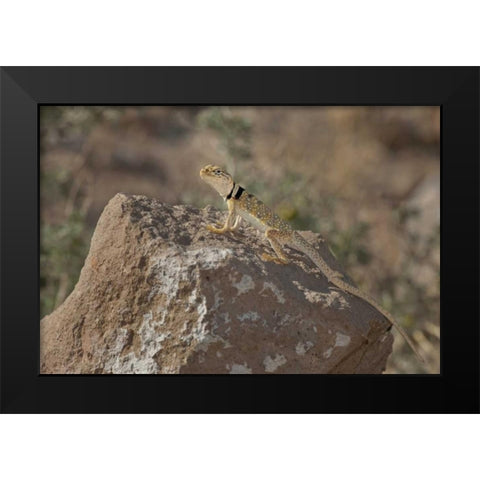 CA, Redding Canyon Great Basin collared lizard Black Modern Wood Framed Art Print by Welling, Dave