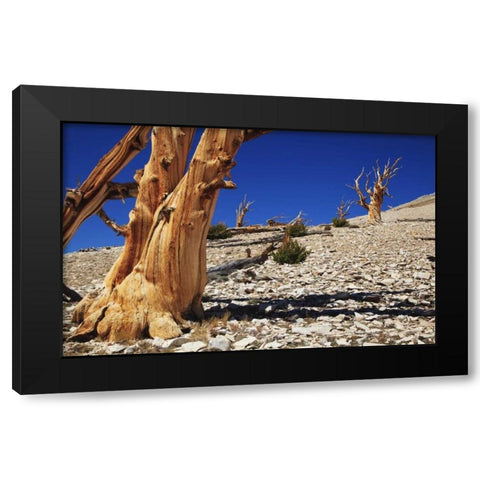 CA, White Mts Ancient bristlecone pines Black Modern Wood Framed Art Print with Double Matting by Flaherty, Dennis