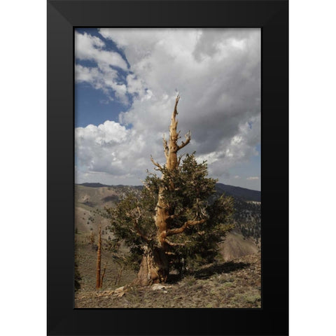 California, White Mts Ancient bristlecone pine Black Modern Wood Framed Art Print by Flaherty, Dennis