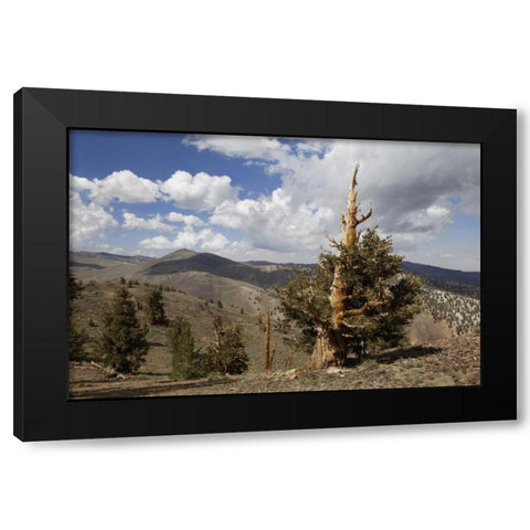 California, White Mts Ancient bristlecone pine Black Modern Wood Framed Art Print with Double Matting by Flaherty, Dennis