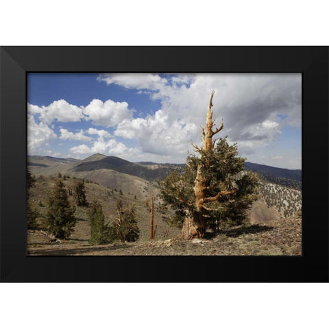 California, White Mts Ancient bristlecone pine Black Modern Wood Framed Art Print by Flaherty, Dennis