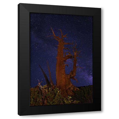 CA, White Mts A bristlecone pine and Milky Way Black Modern Wood Framed Art Print with Double Matting by Flaherty, Dennis