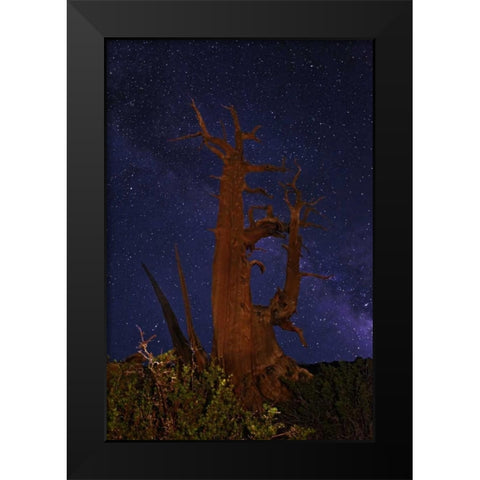 CA, White Mts A bristlecone pine and Milky Way Black Modern Wood Framed Art Print by Flaherty, Dennis