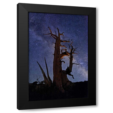 CA, White Mts A bristlecone pine and Milky Way Black Modern Wood Framed Art Print by Flaherty, Dennis