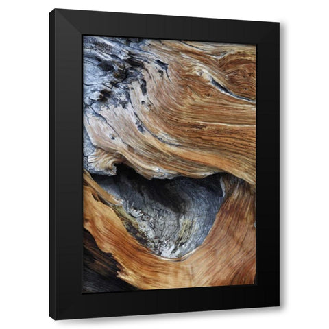 CA, White Mts Trunk of a bristlecone pine tree Black Modern Wood Framed Art Print by Flaherty, Dennis