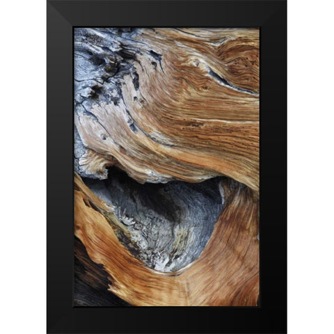 CA, White Mts Trunk of a bristlecone pine tree Black Modern Wood Framed Art Print by Flaherty, Dennis