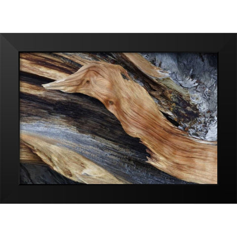 CA, White Mts Trunk of a bristlecone pine tree Black Modern Wood Framed Art Print by Flaherty, Dennis