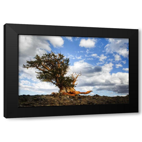 CA, White Mts Ancient bristlecone pine tree Black Modern Wood Framed Art Print with Double Matting by Flaherty, Dennis