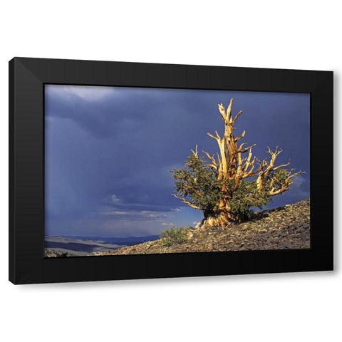 California, White Mts Bristlecone pine tree Black Modern Wood Framed Art Print with Double Matting by Flaherty, Dennis